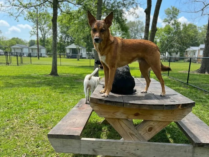 Dogs playing on picnic table at Uppity Pet Resort daycare in Alvin TX
