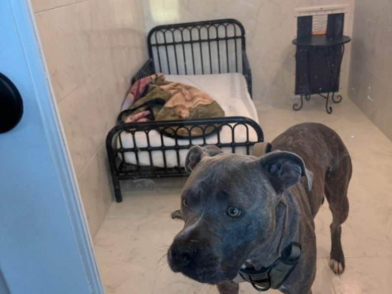 Dog in their private luxury boarding room at Uppity Pet Resort