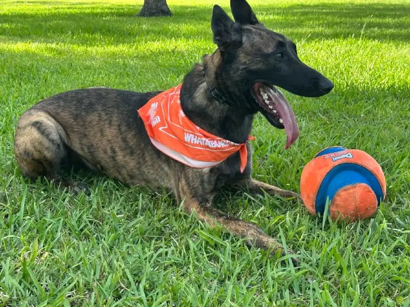 Happy dog playing on the green grounds at Uppity Pet Resort