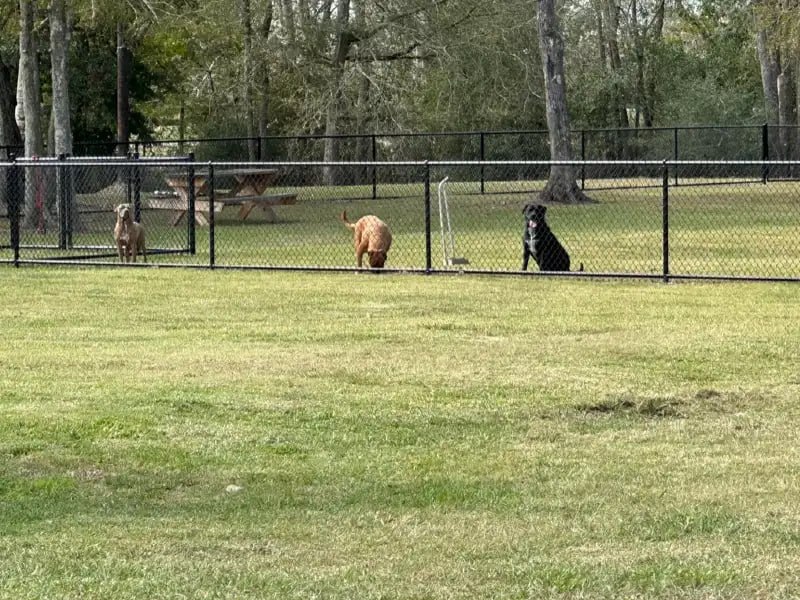 Dogs playing in the fenced area at Uppity Pet Resort