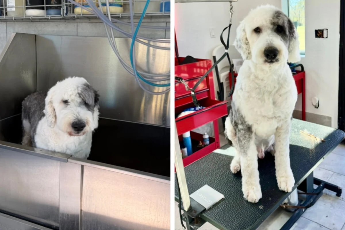 Dog getting a bath in the professional grooming salon at Uppity Pet Resort