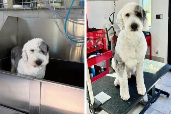 Dog being bathed at Uppity Pet Salon grooming station