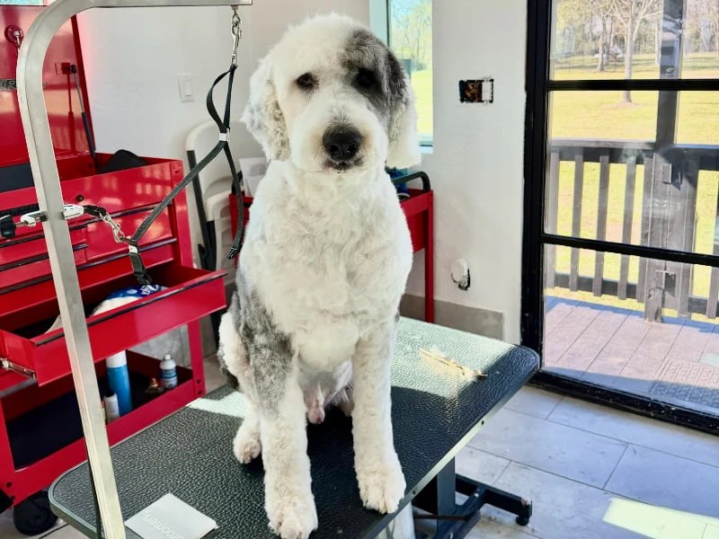 Freshly groomed dog on the grooming table at Uppity Pet Salon