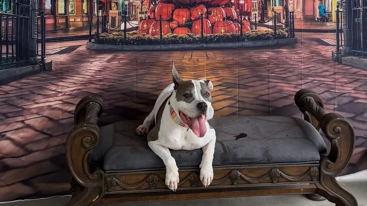 A dog posing on the bench in front of the Halloween backdrop at Uppity Pet Salon & Resort in Alvin, TX