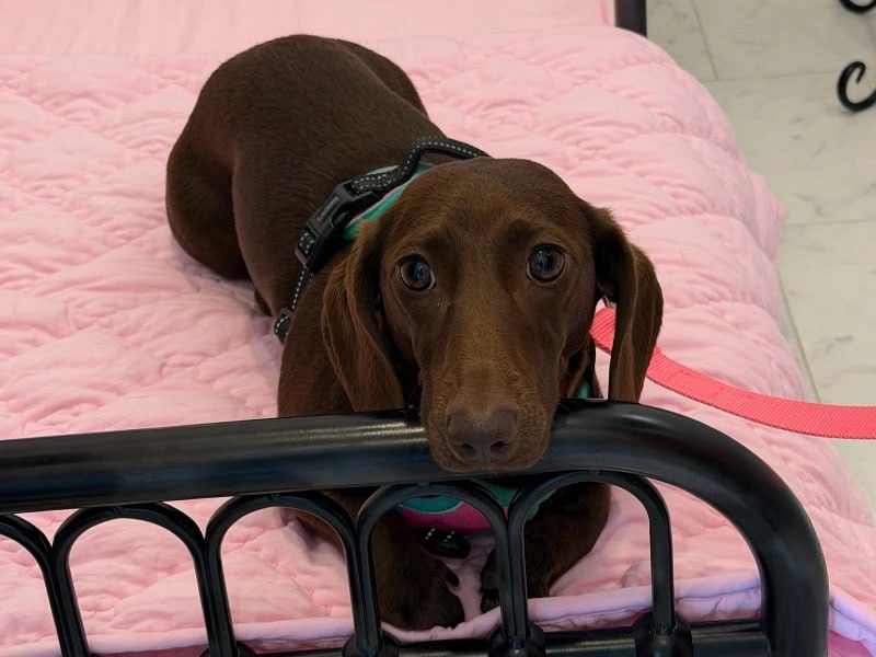 Puppy relaxing on a cozy bed at Uppity Pet Resort
