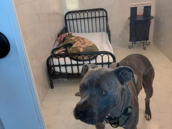 Happy pitbull in boarding suite