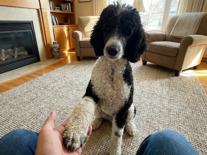 Dog giving paw after obedience training at Uppity Pet Resort
