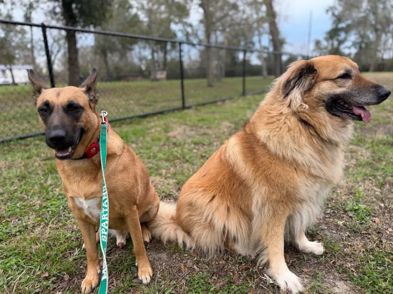 Two dogs enjoying the fenced yard at Uppity Pet Resort